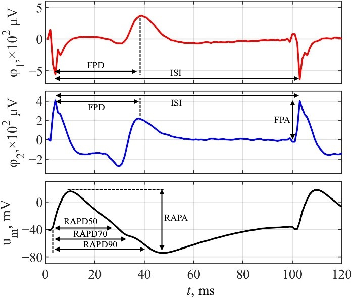 Waveforms of FPs (φ1 and φ2), RAP (um) and their parameters